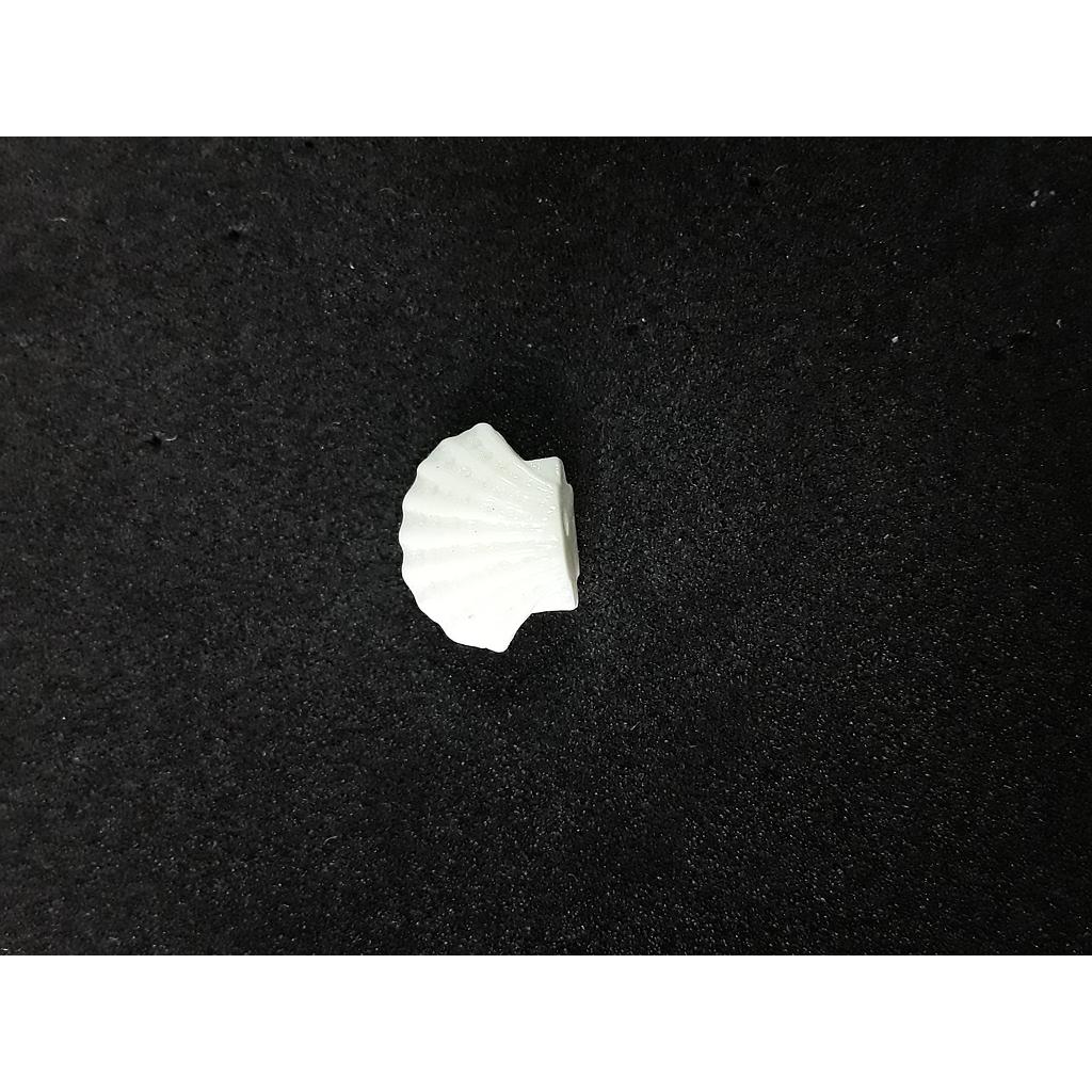 CONCHA BLANCA ACRILICO