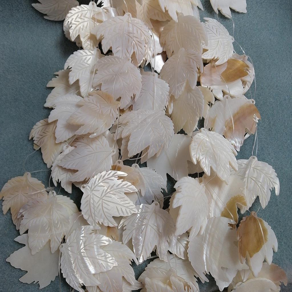 CONCHA NACAR HOJA